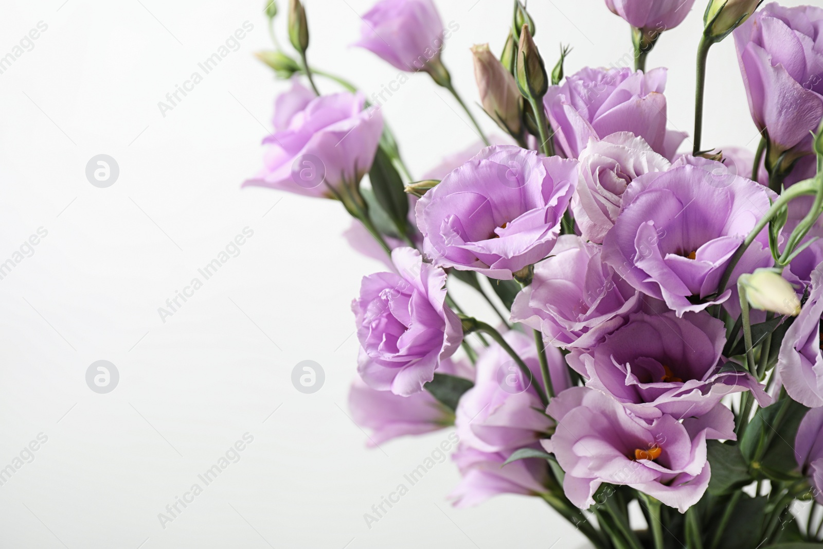 Photo of Beautiful Eustoma flowers on white background, closeup