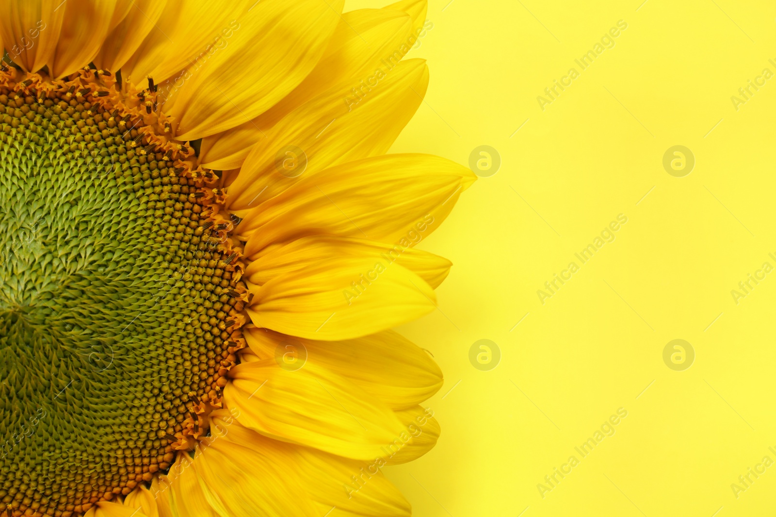 Photo of Beautiful sunflower on yellow background, top view. Space for text