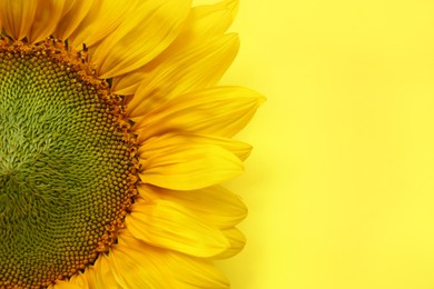 Beautiful sunflower on yellow background, top view. Space for text