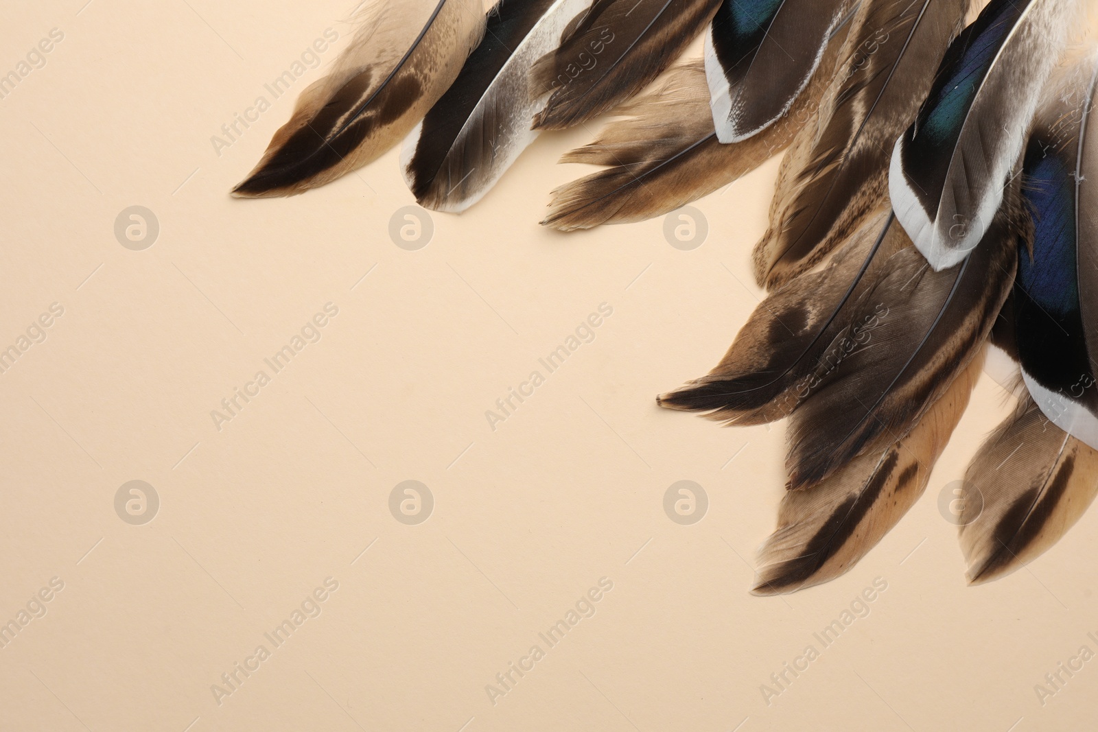 Photo of Many different bird feathers on beige background, flat lay. Space for text