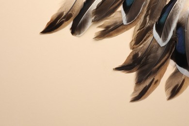 Many different bird feathers on beige background, flat lay. Space for text