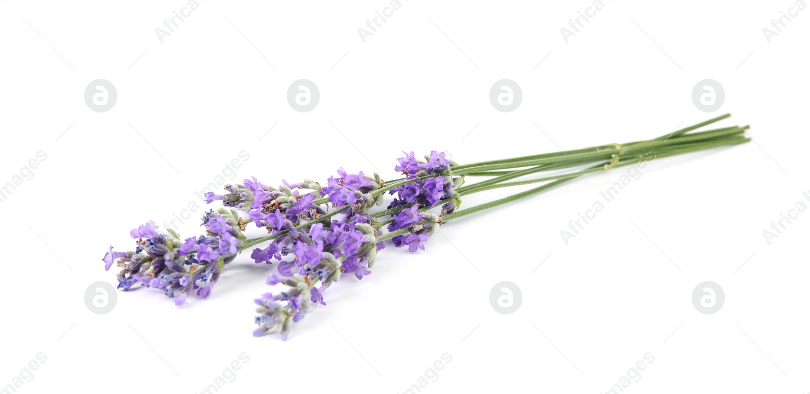 Photo of Beautiful tender lavender flowers on white background