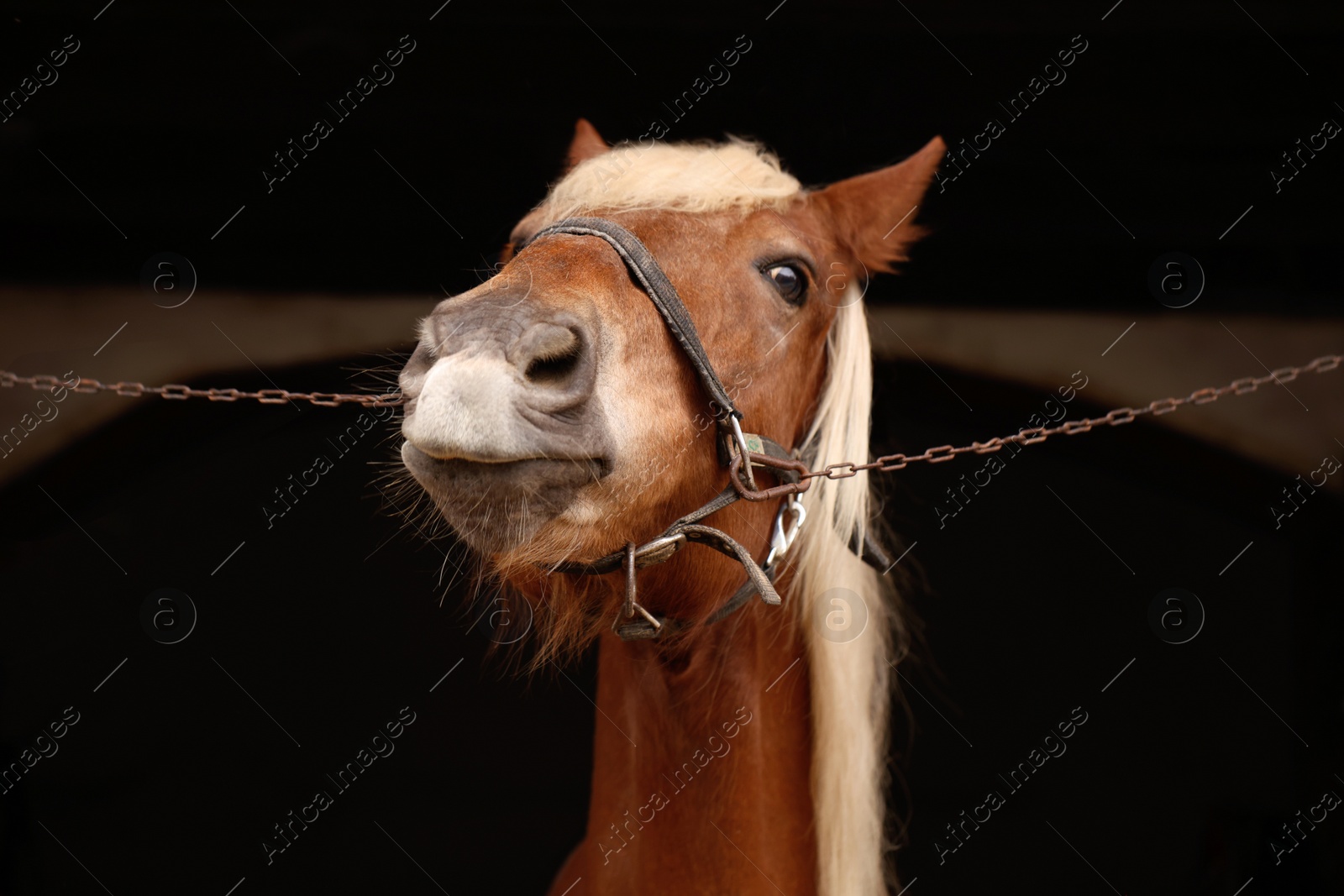 Photo of Woman feeding adorable horse in stable, closeup. Lovely domesticated pet