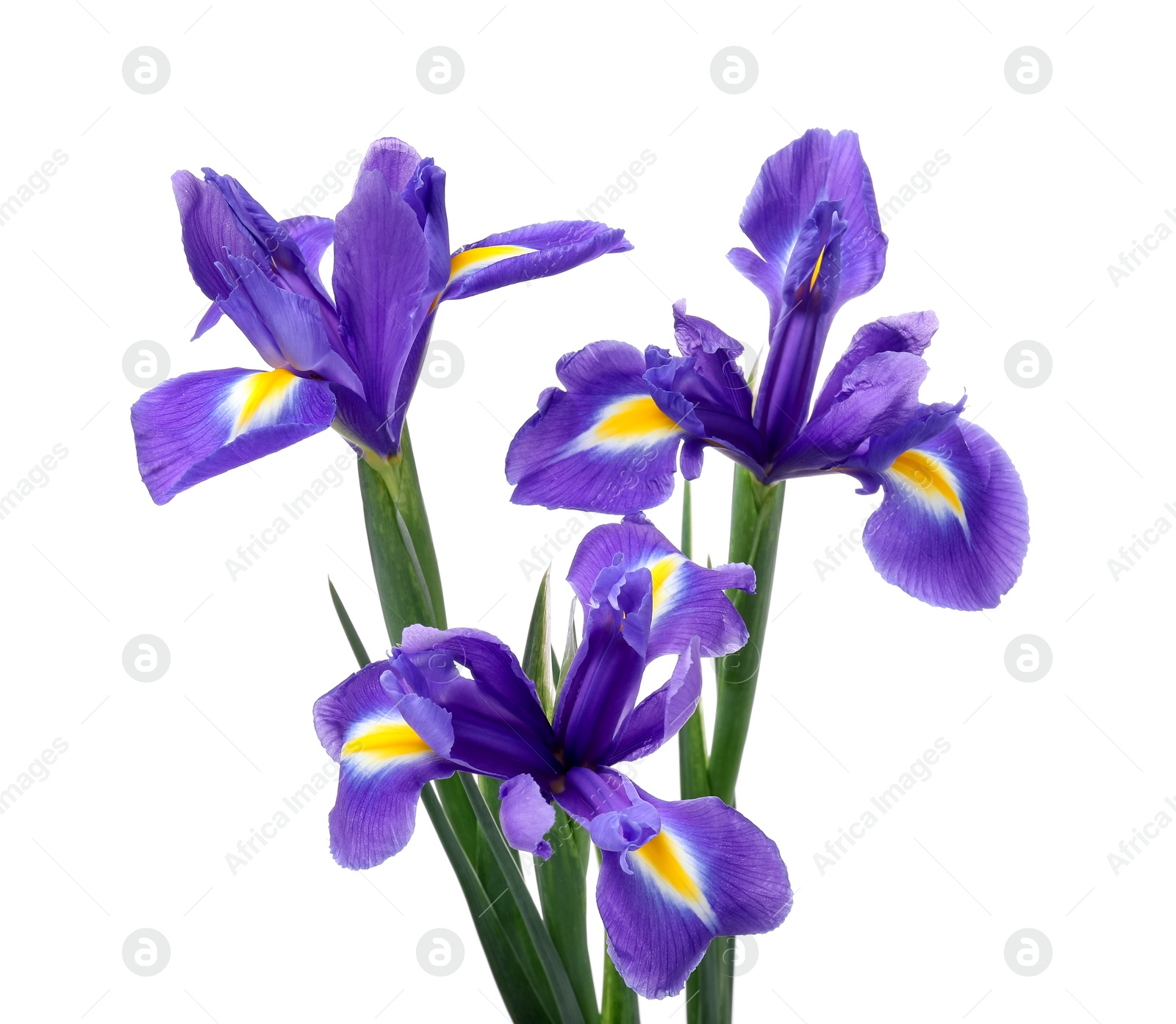 Photo of Beautiful violet iris flowers isolated on white