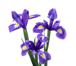 Photo of Beautiful violet iris flowers isolated on white