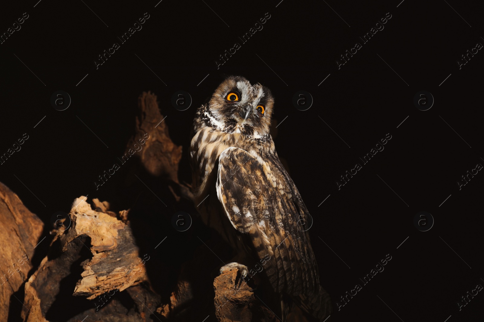 Photo of Beautiful eagle owl on tree against black background. Predatory bird