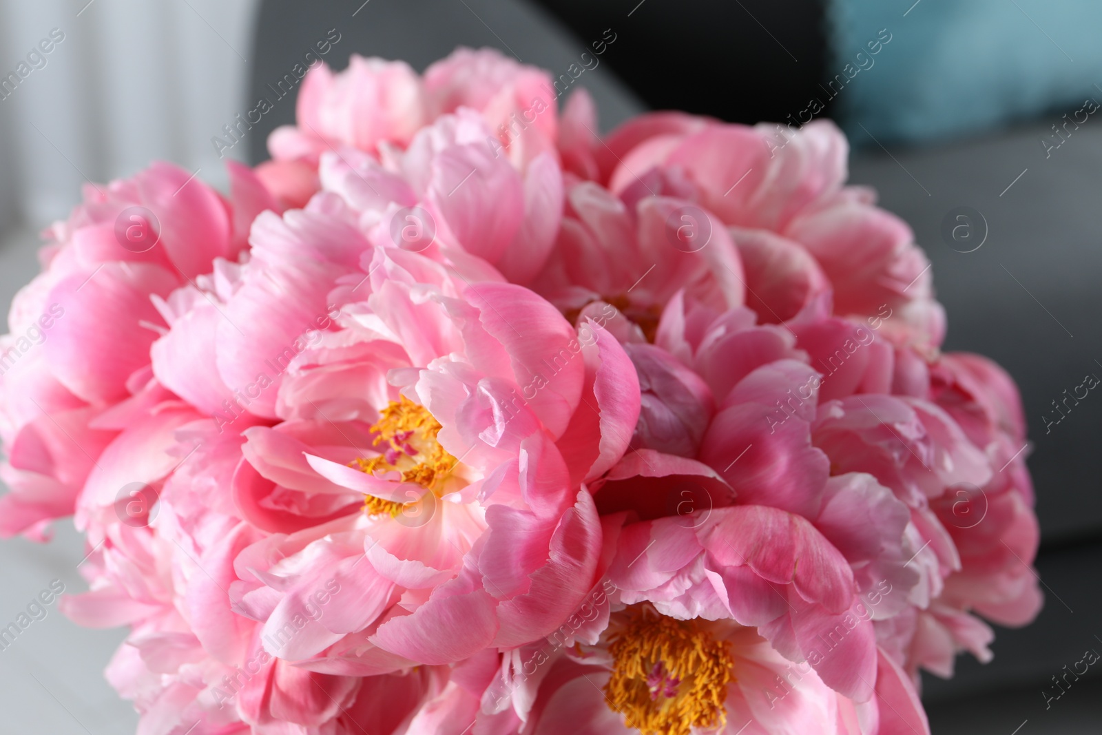 Photo of Beautiful bouquet of pink peonies indoors, closeup