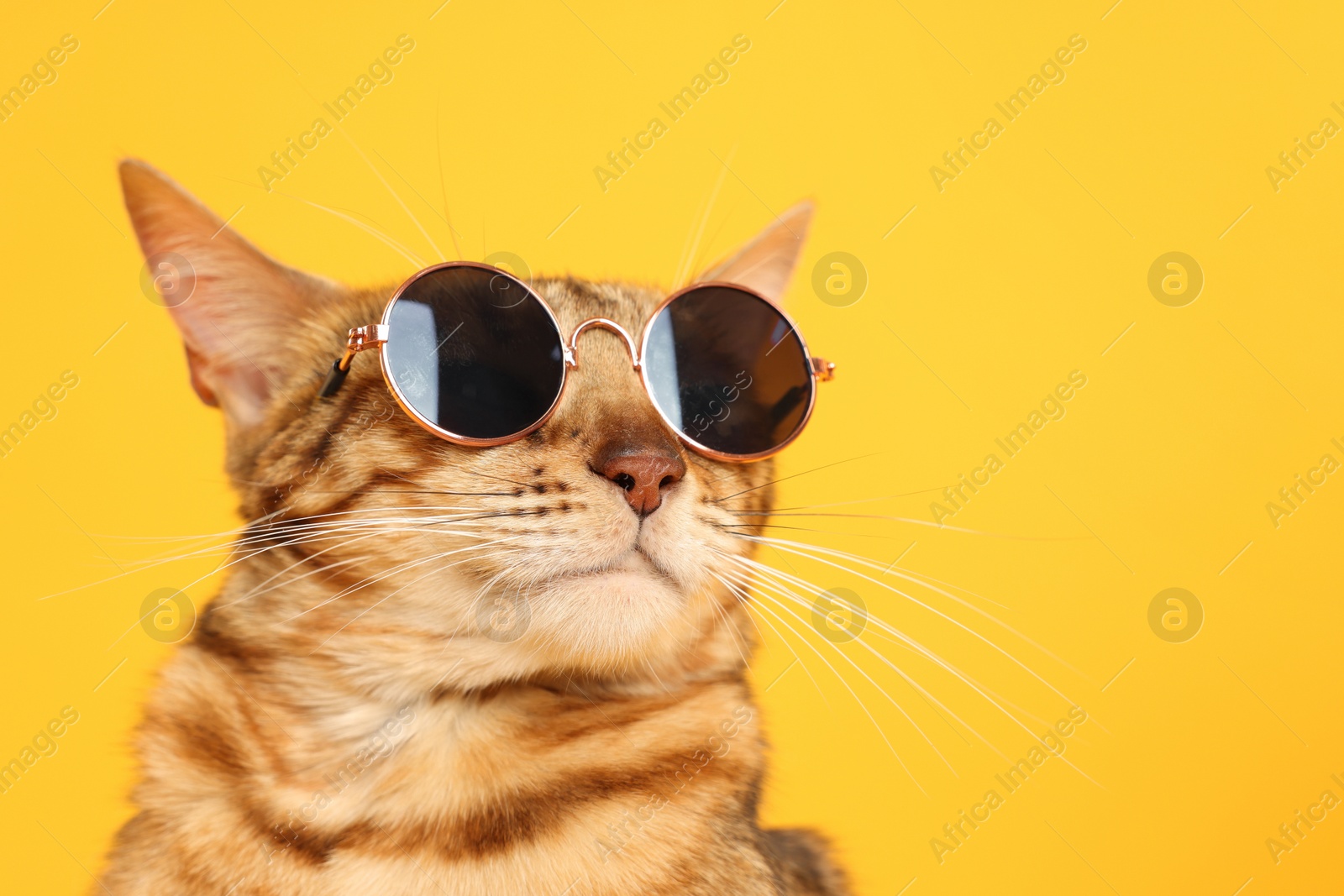 Photo of Cute Bengal cat in sunglasses on orange background, closeup. Space for text