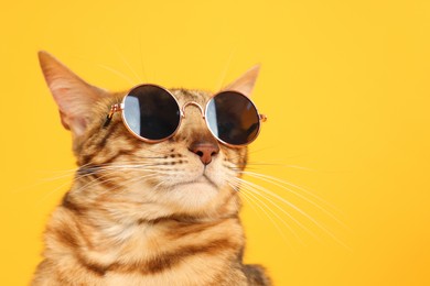 Photo of Cute Bengal cat in sunglasses on orange background, closeup. Space for text