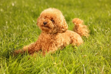 Photo of Cute Maltipoo dog on green lawn outdoors