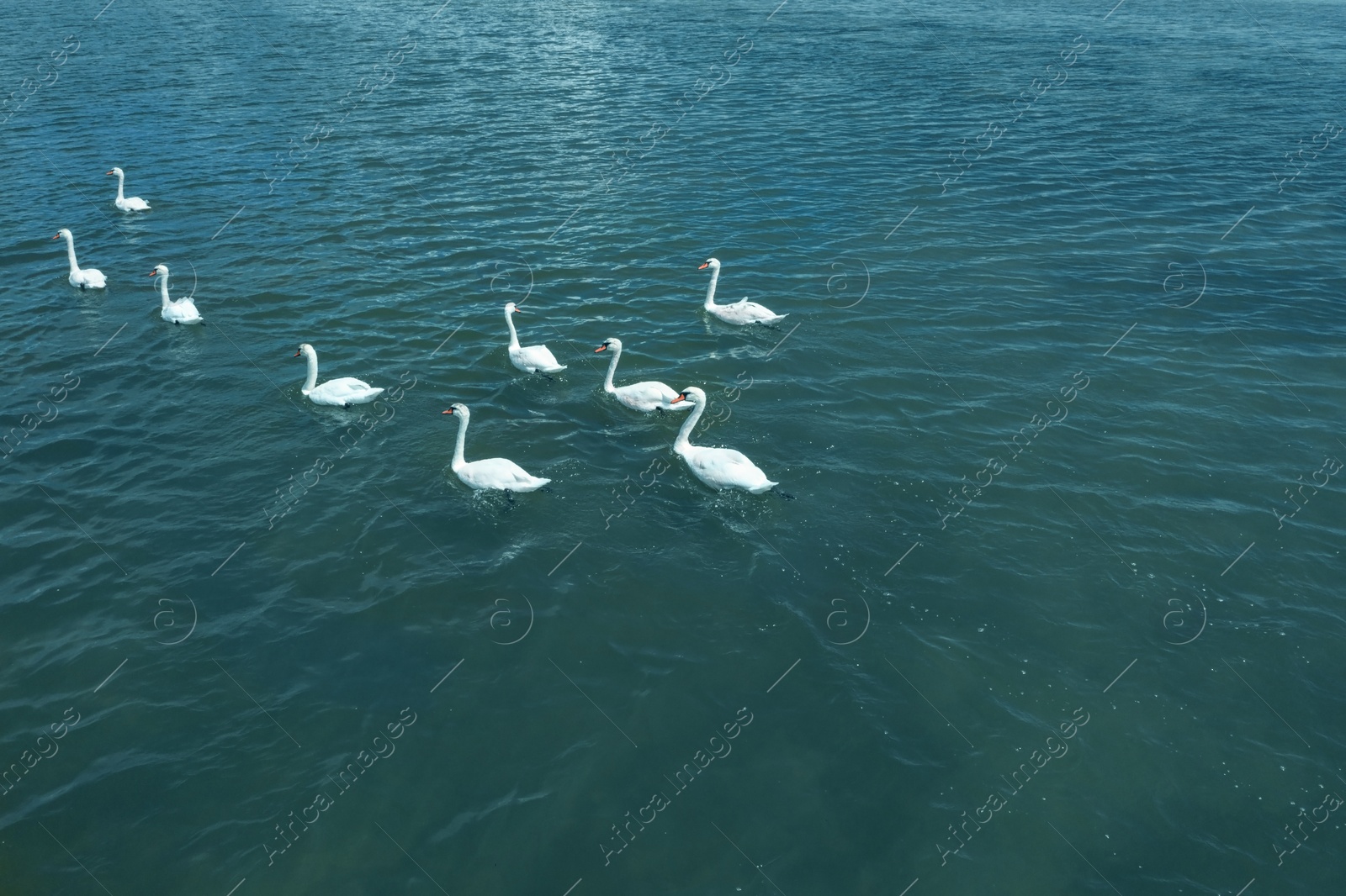 Image of Bevy of beautiful white swans swimming across sea 