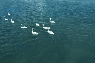 Image of Bevy of beautiful white swans swimming across sea 