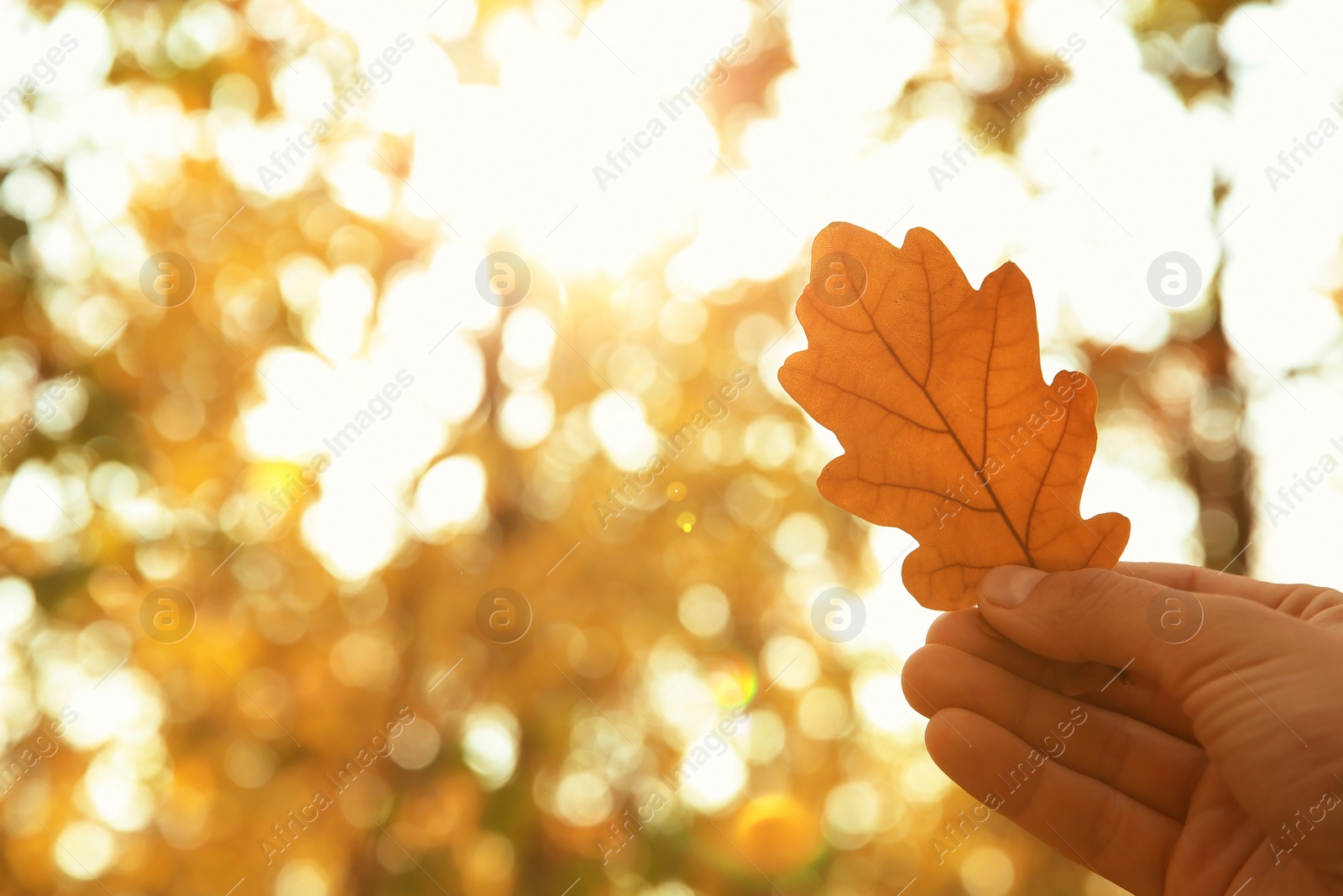 Photo of Woman holding autumn leaf in park. Space for text