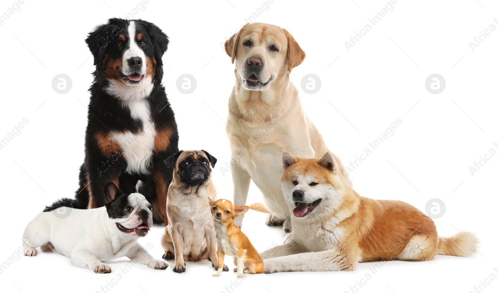 Image of Different breeds of dogs on white background