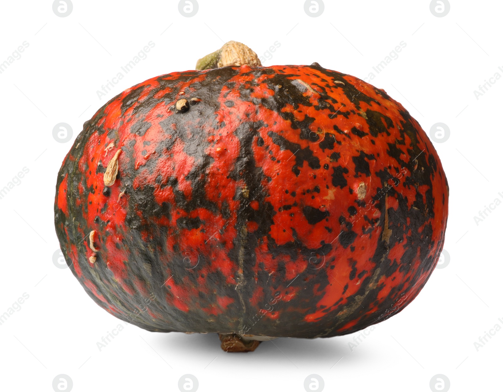 Photo of One fresh ripe pumpkin isolated on white