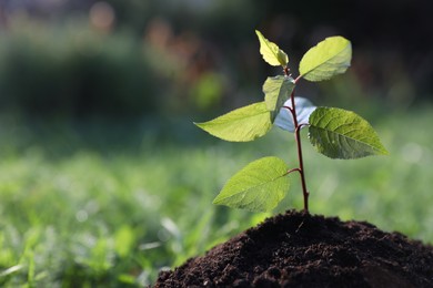 Planting tree. Seedling growing in soil outdoors, closeup. Space for text