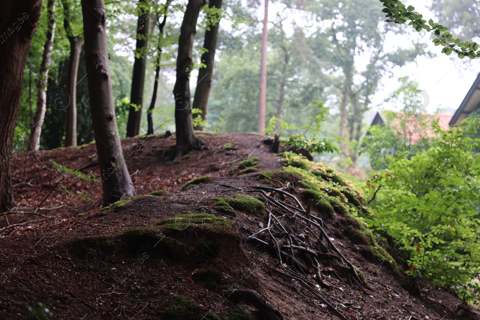 Photo of Beautiful forest landscape with trees and moss