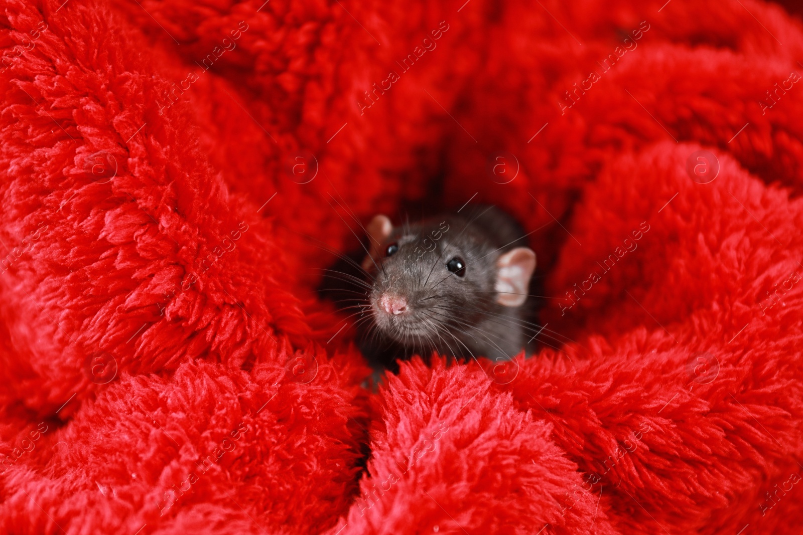 Photo of Cute little rat wrapped in red fluffy blanket