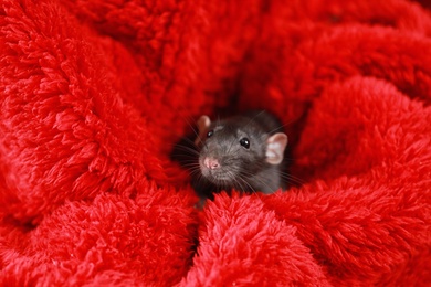 Photo of Cute little rat wrapped in red fluffy blanket