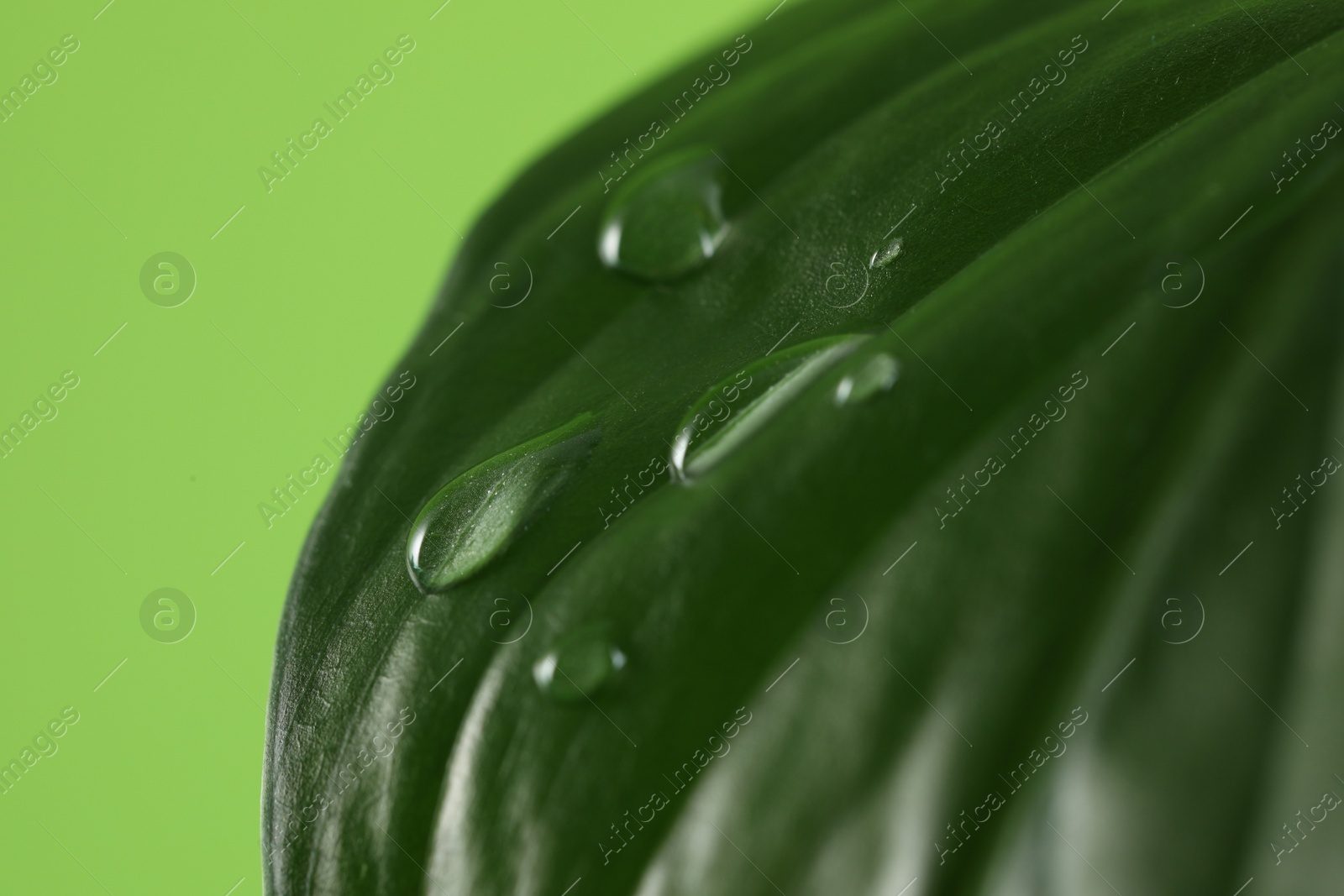 Photo of Leaf with dew drops on green background, closeup