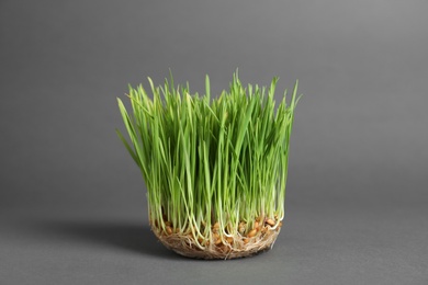 Photo of Sprouted wheat grass seeds on grey background