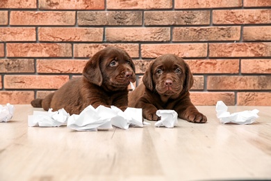 Mischievous chocolate Labrador Retriever puppies and torn paper near wall indoors