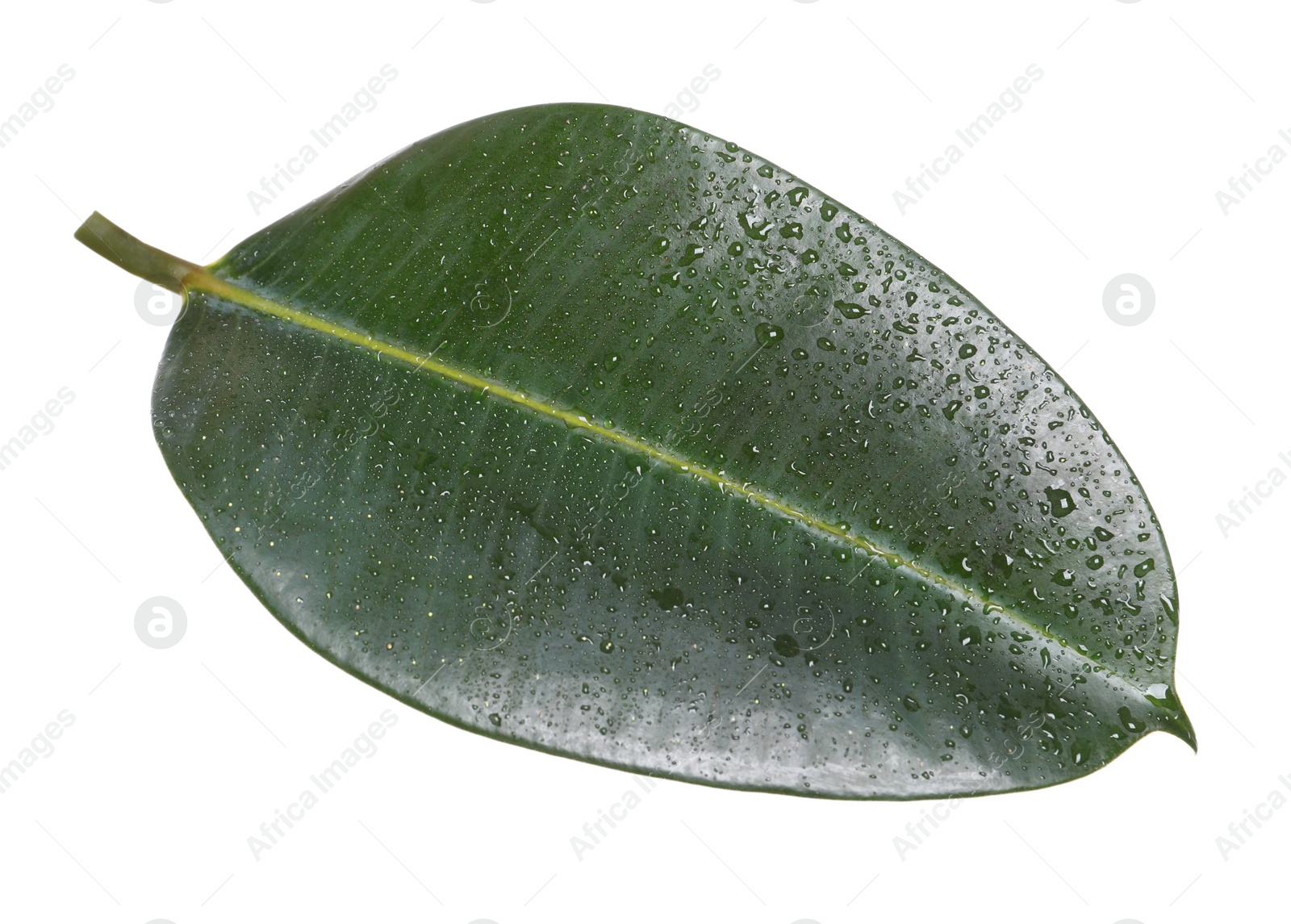 Photo of Fresh green leaf of Ficus elastica plant isolated on white