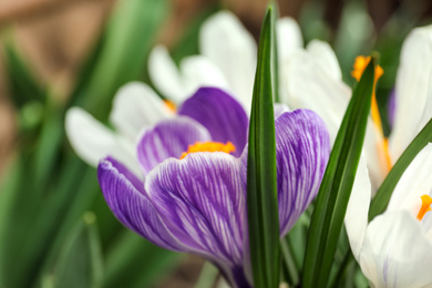 Beautiful crocuses in garden, closeup. Spring season