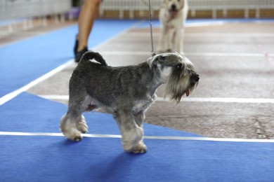 Cute grey Miniature Schnauzer on blue track at dog show
