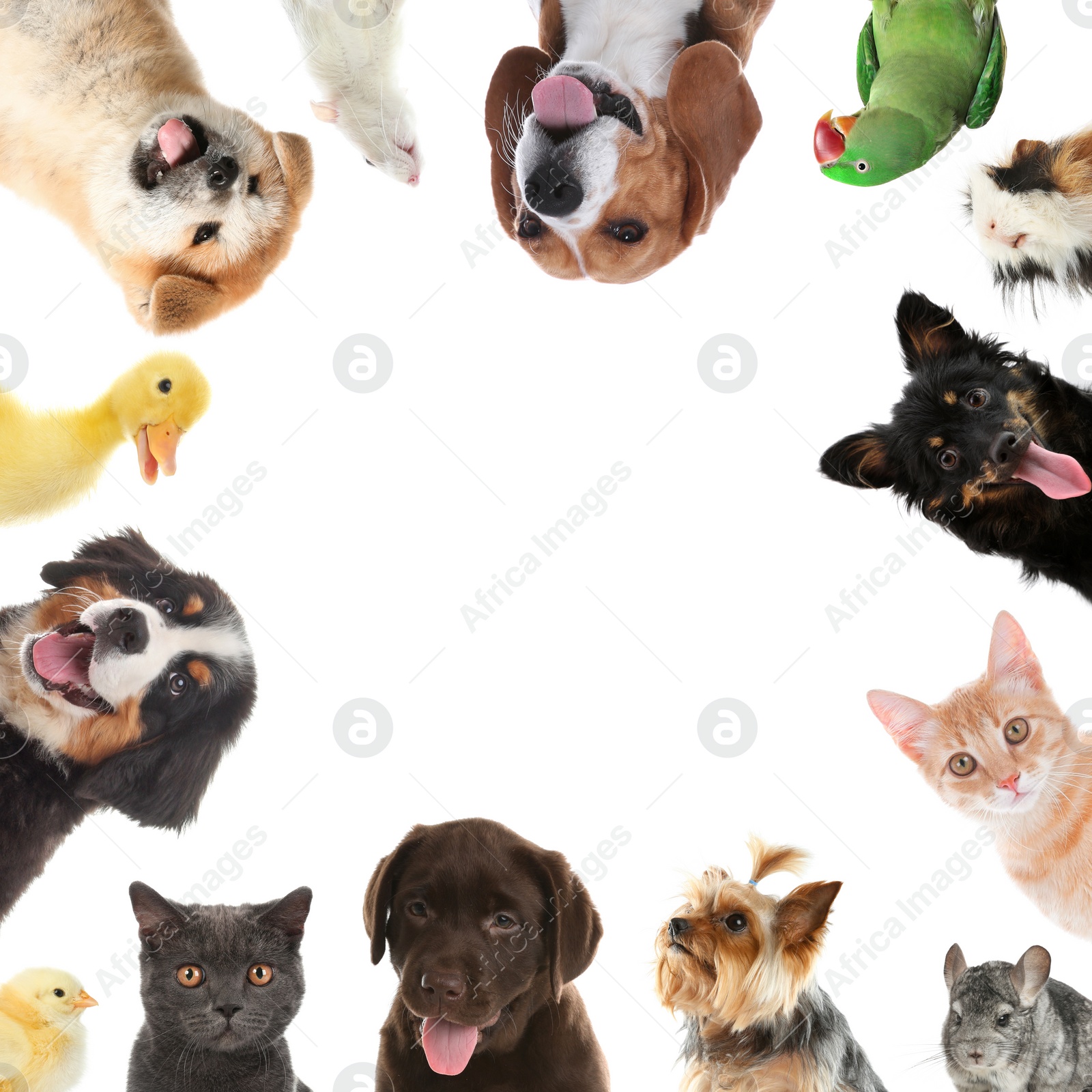 Cute different animals on white background, collage Image of Cute different animals on white background, collage