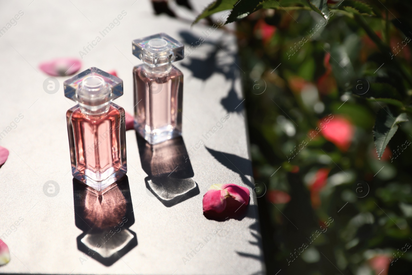 Photo of Bottles with rose perfume on table among flowers in blooming garden, space for text