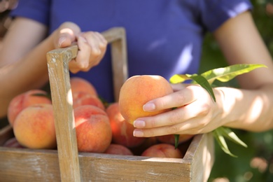 Photo of Woman holding wooden basket with ripe peaches outdoors, closeup