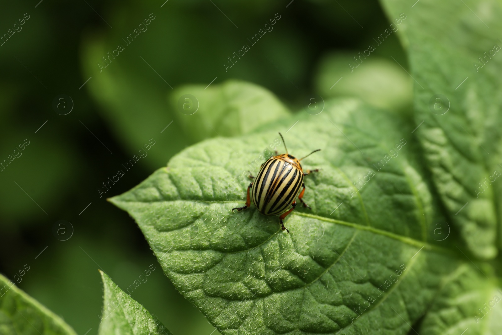 Photo of Colorado potato beetle on green plant outdoors, closeup. Space for text