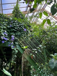 Photo of Beautiful blooming morning glory plants in greenhouse on sunny day