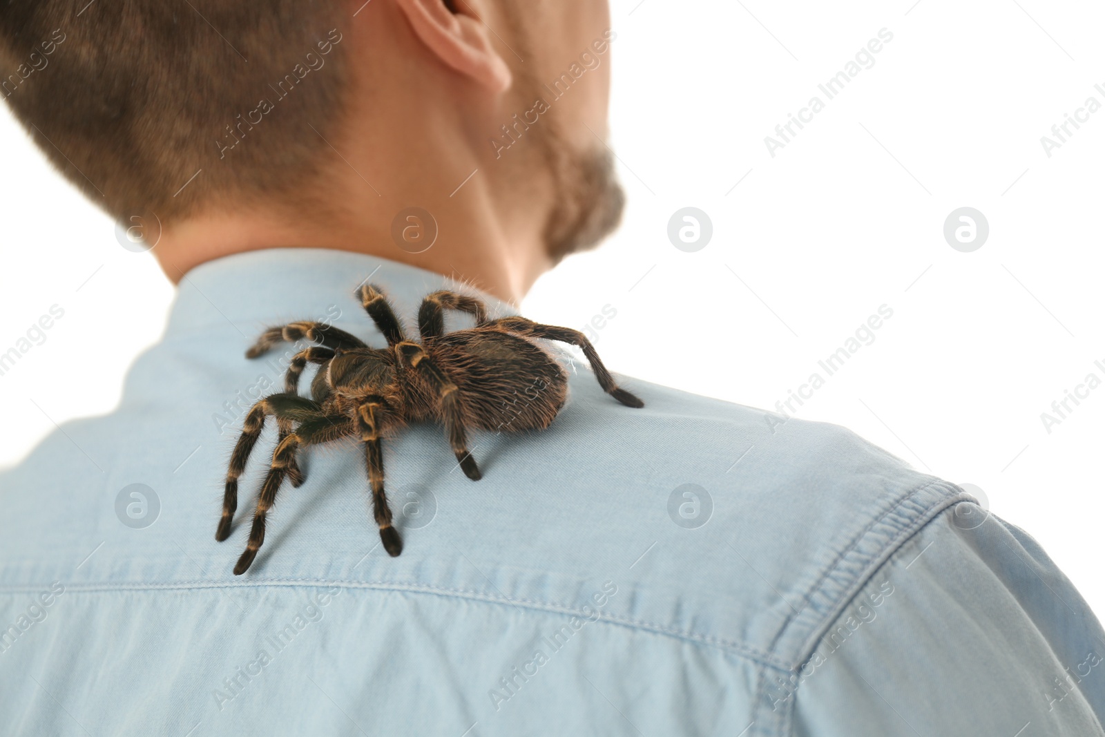 Photo of Man with striped knee tarantula on shoulder at home, closeup