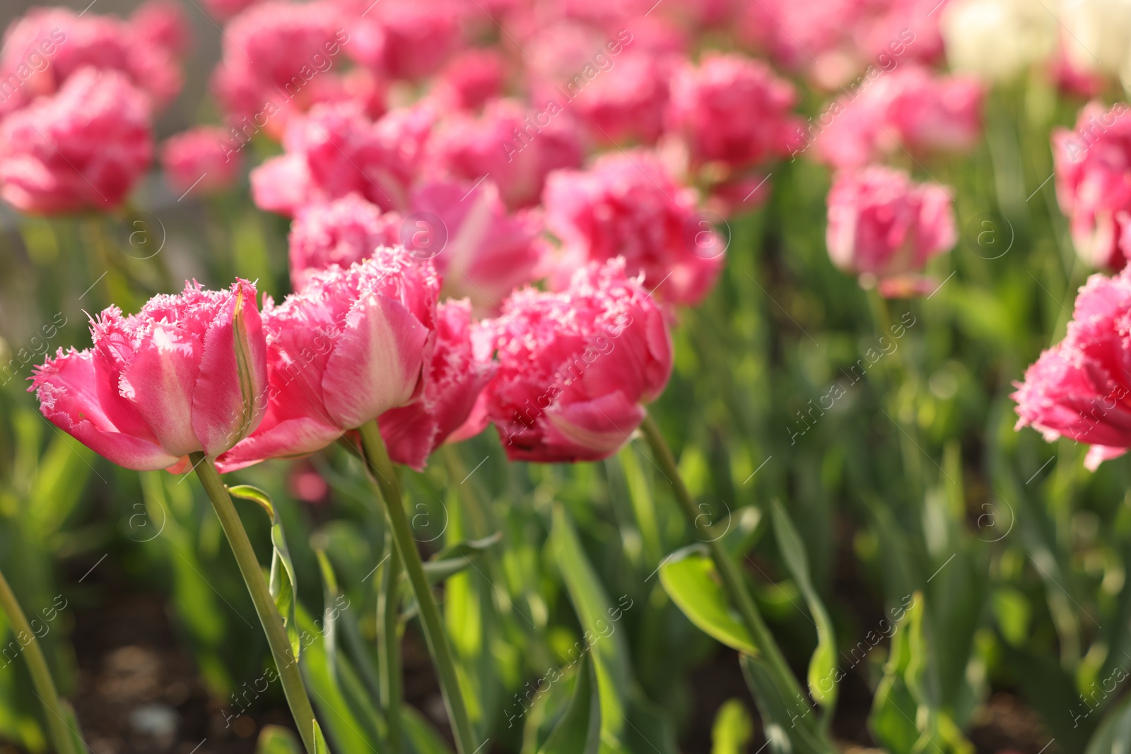 Photo of Beautiful colorful tulips growing in flower bed, selective focus