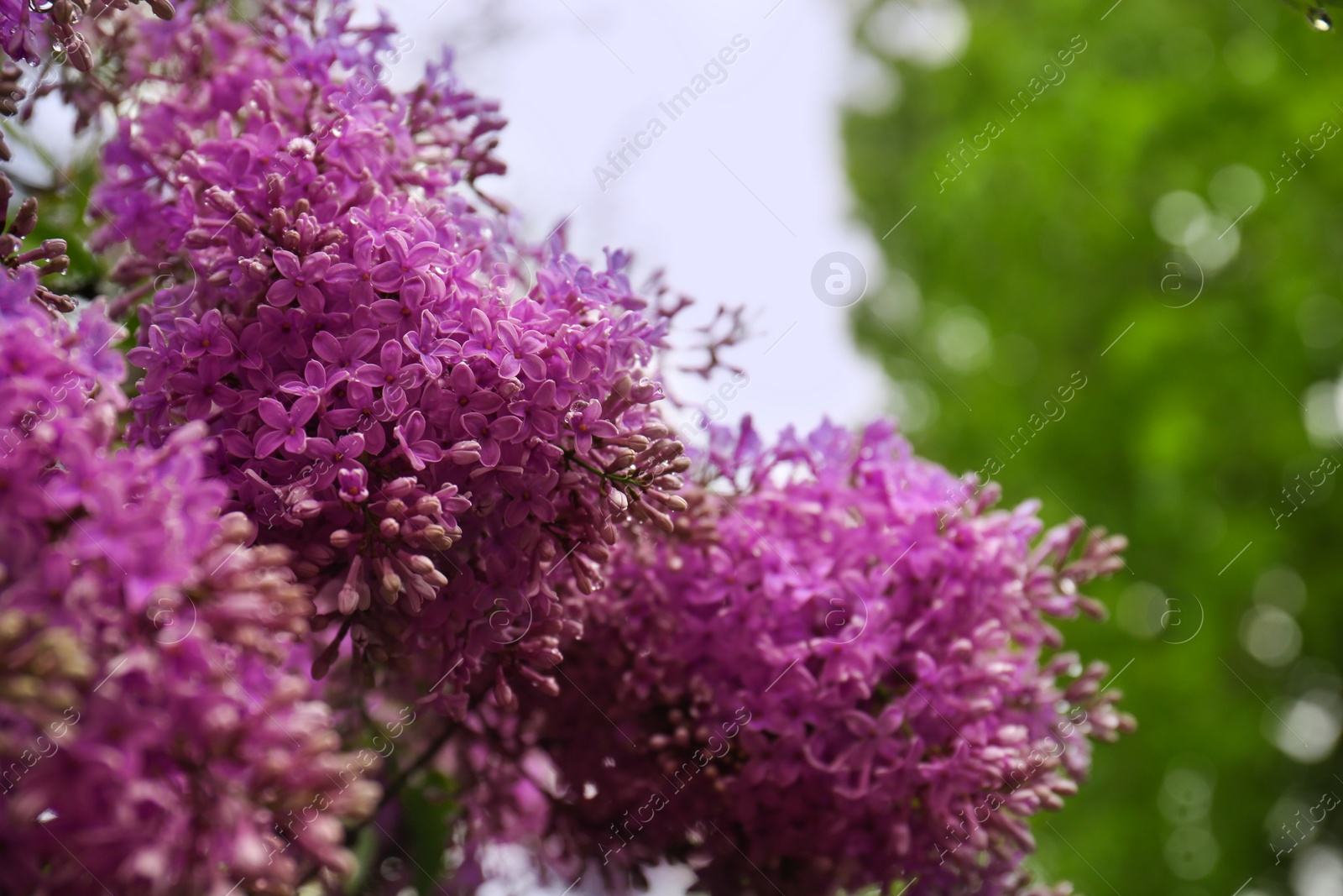 Photo of Beautiful blossoming lilac with water drops on blurred background, closeup