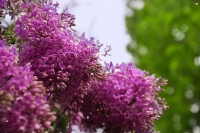 Beautiful blossoming lilac with water drops on blurred background, closeup
