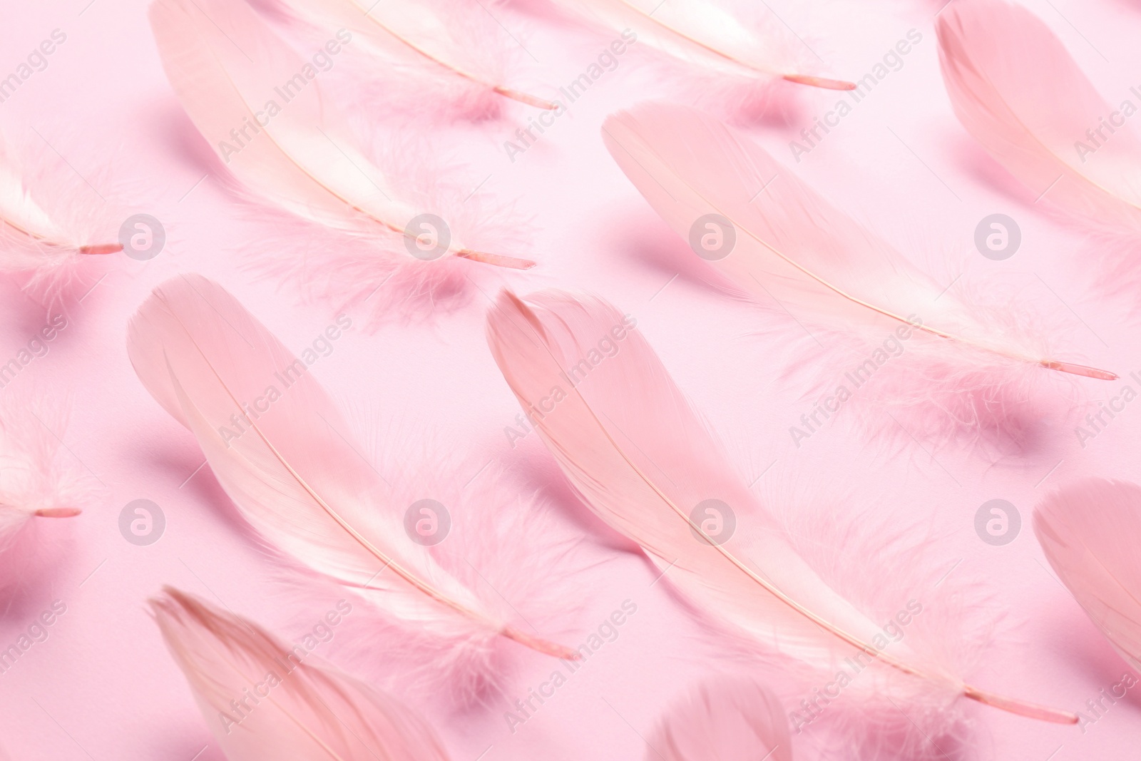 Photo of Beautiful feathers on light pink background, closeup