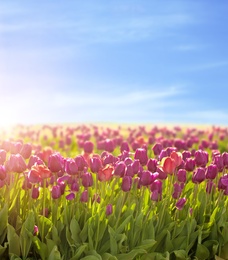 Picturesque view of field with blossoming tulips on sunny spring day