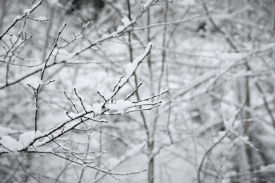 Photo of Branches covered with snow in winter forest, closeup