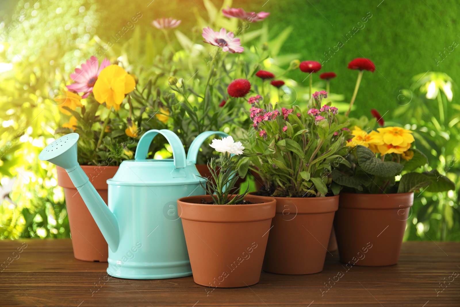 Photo of Potted blooming flowers and watering can on wooden table. Home gardening