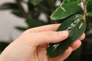 Photo of Woman touching houseplant with damaged leaves, closeup