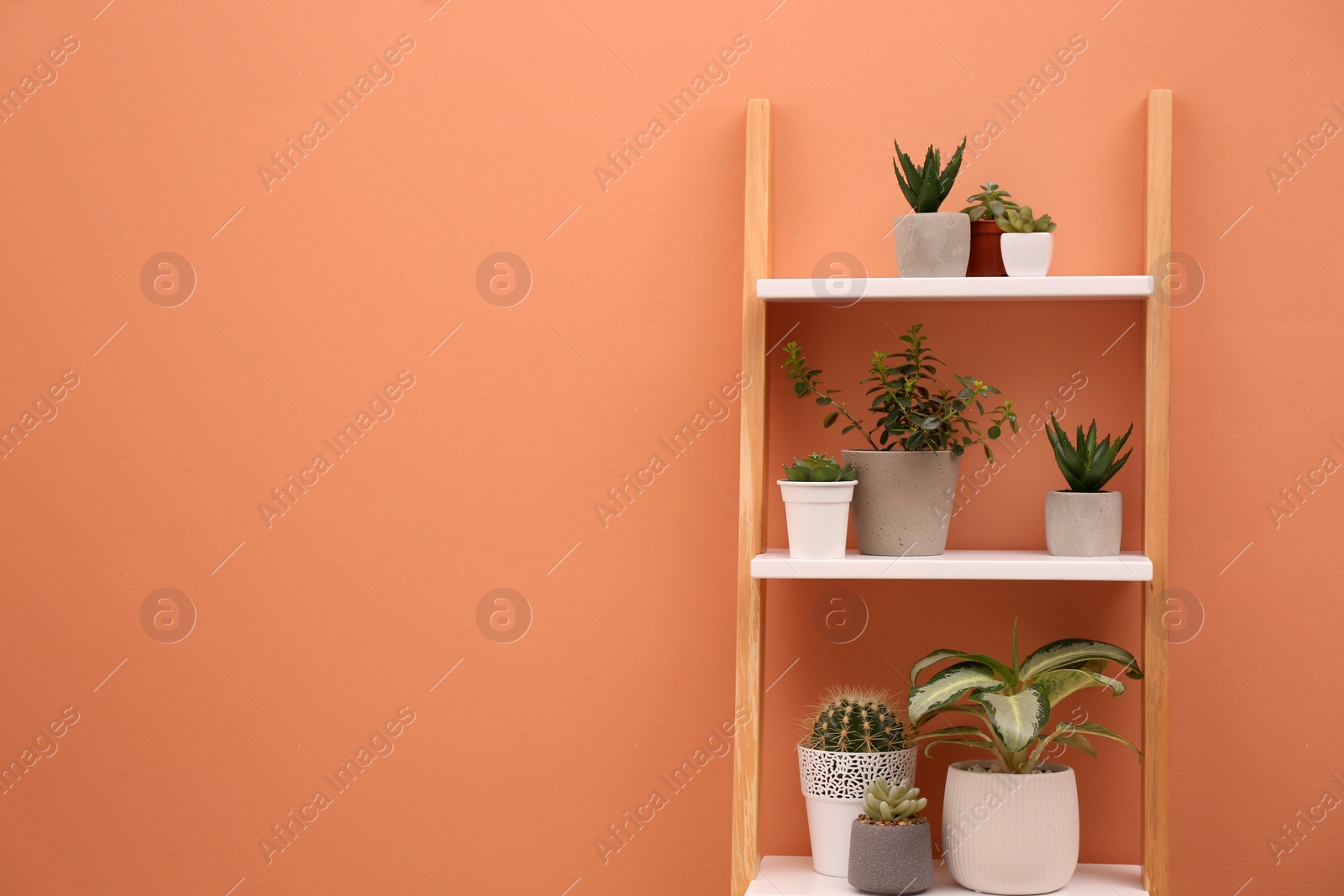 Photo of Decorative ladder and plants near coral wall. Space for text