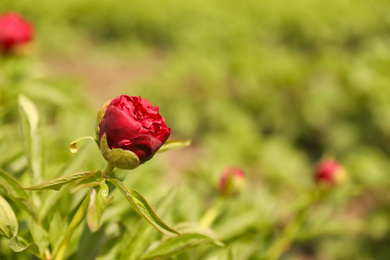 Photo of Beautiful red peony bud outdoors on spring day, closeup