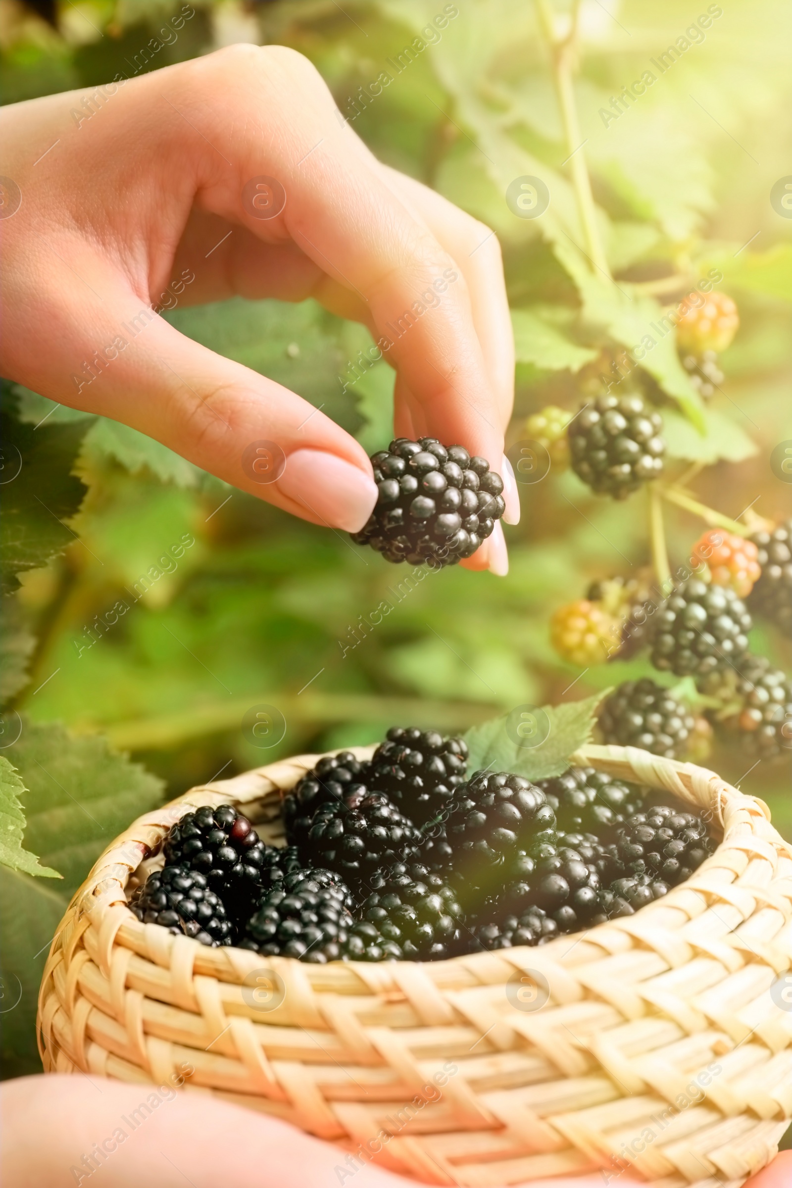 Image of Woman gathering ripe blackberries into wicker bowl in garden, closeup