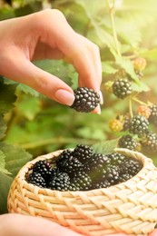 Woman gathering ripe blackberries into wicker bowl in garden, closeup