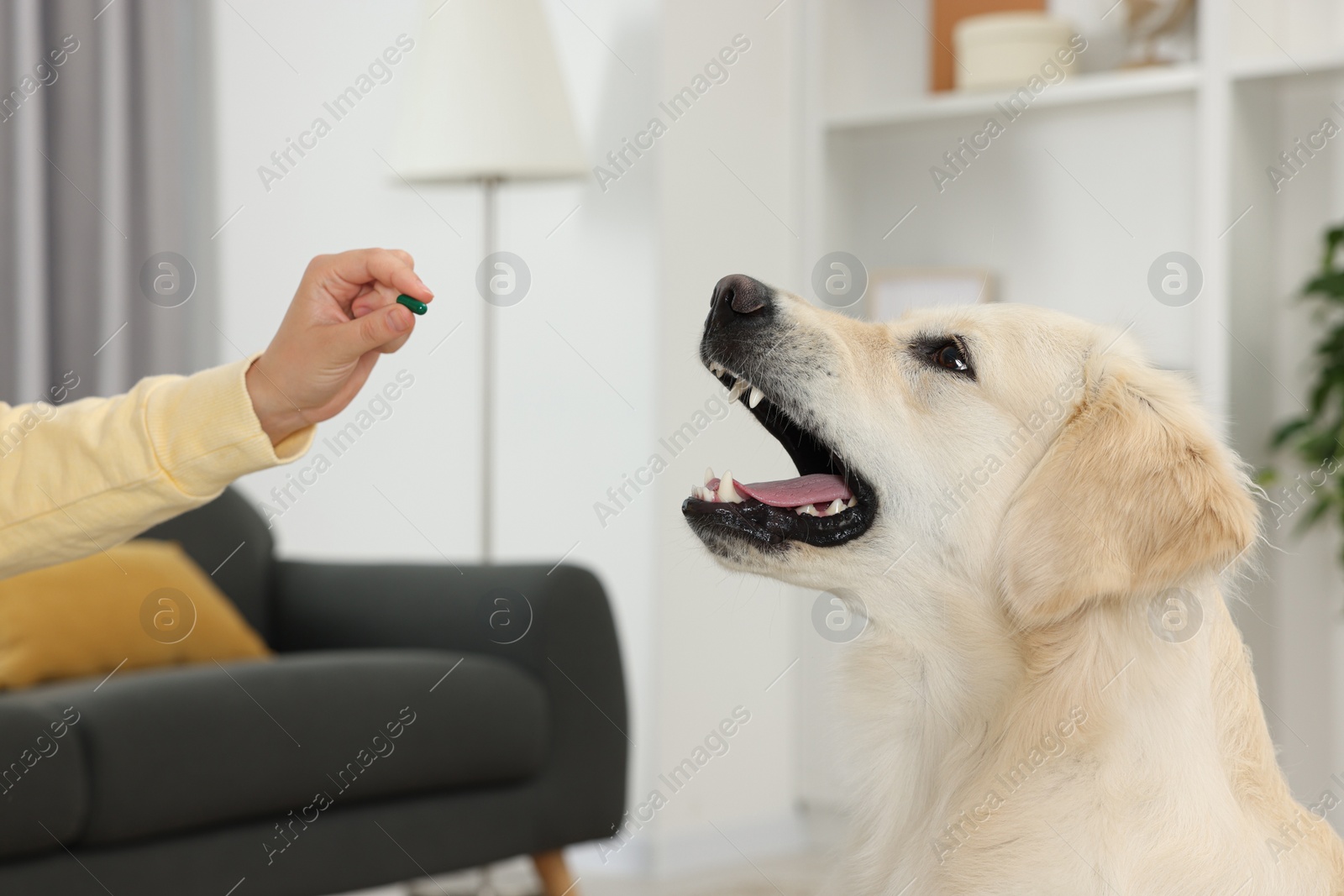 Photo of Woman giving pill to cute Labrador Retriever dog indoors, closeup