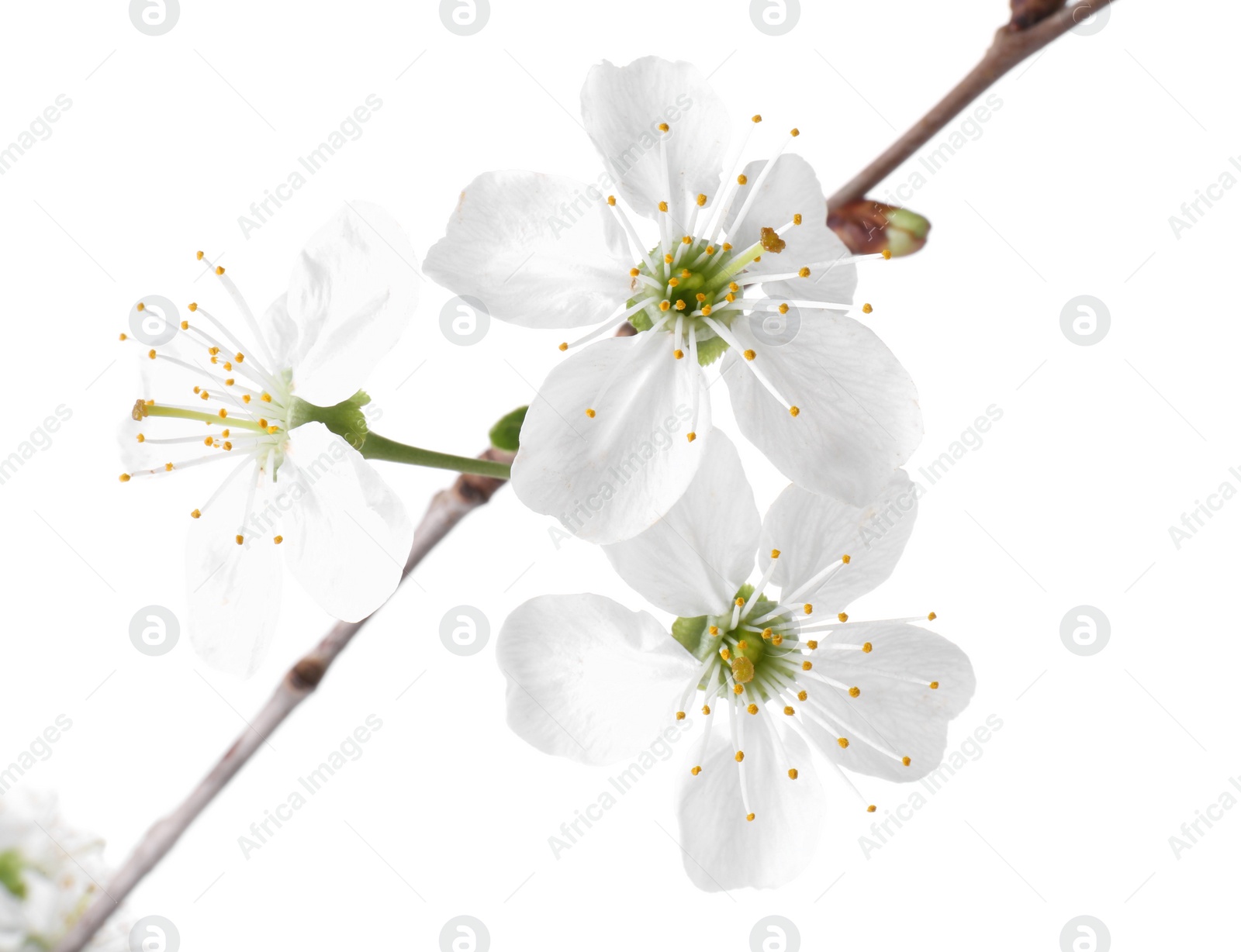 Photo of Spring branch with beautiful blossoms and leaves isolated on white