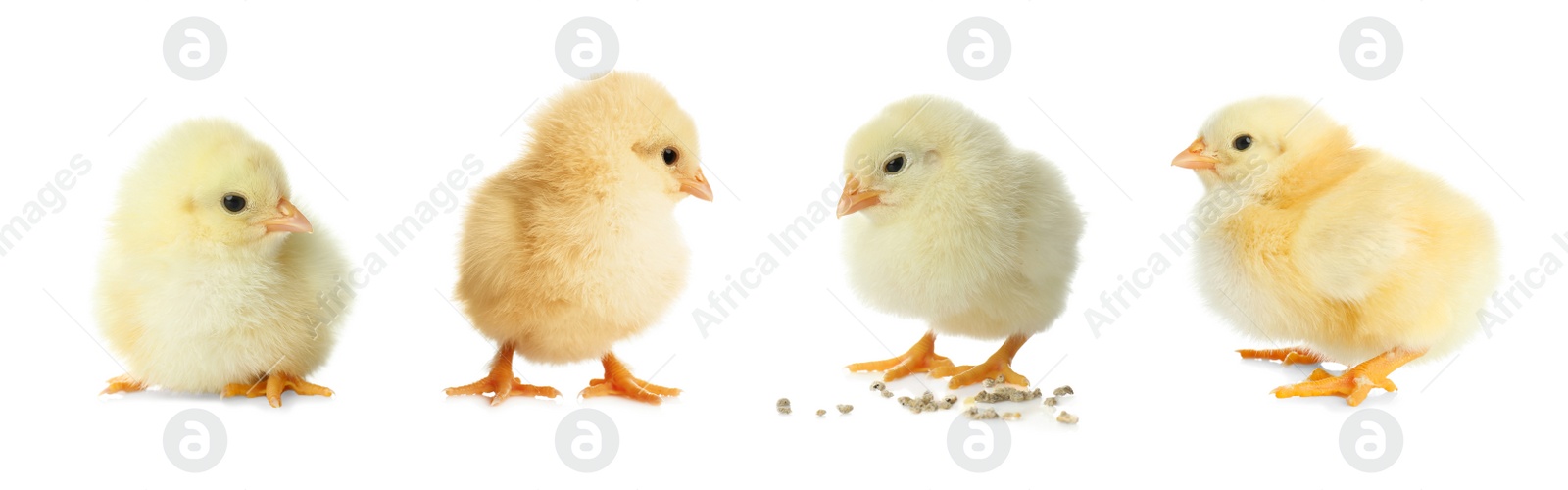 Image of Collage with cute fluffy chickens on white background, banner design. Farm animals